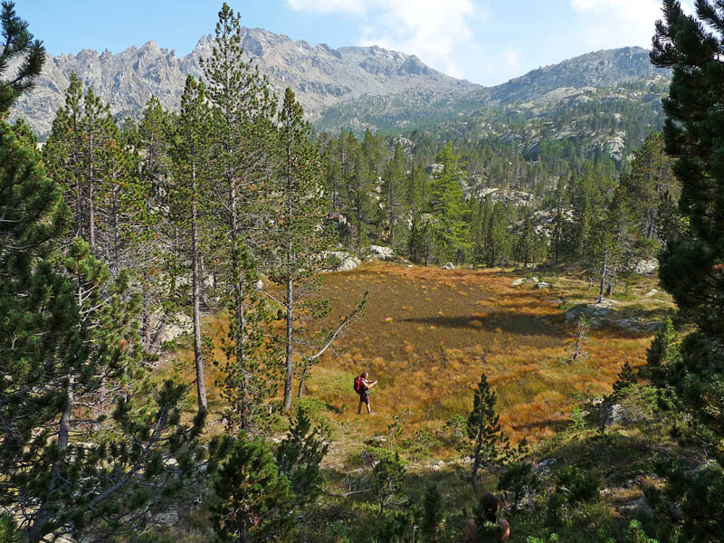 Dal Monte Avic  - Spirotaenia condensata